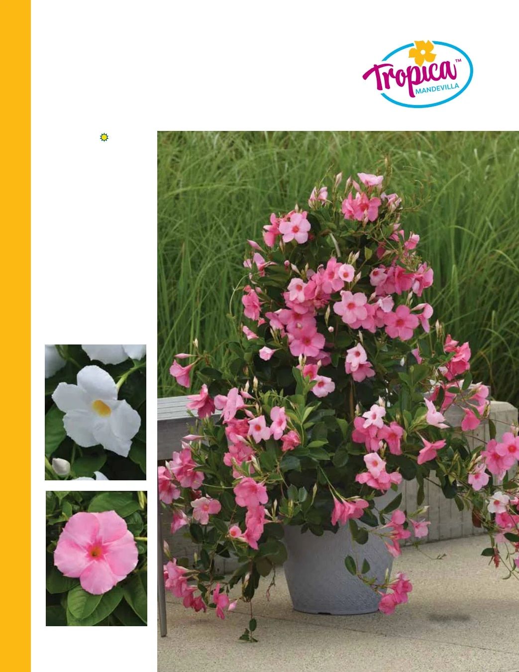 Ball FloraPlant Plants Catalog Weekly Ad January 1 - December 31, 2027