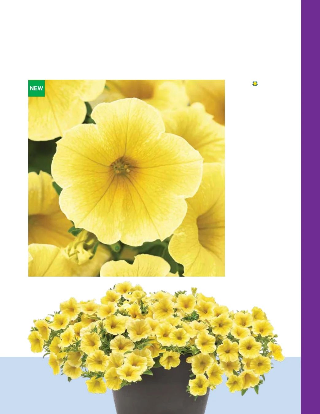 Ball FloraPlant Plants Catalog Weekly Ad January 1 - December 31, 2027