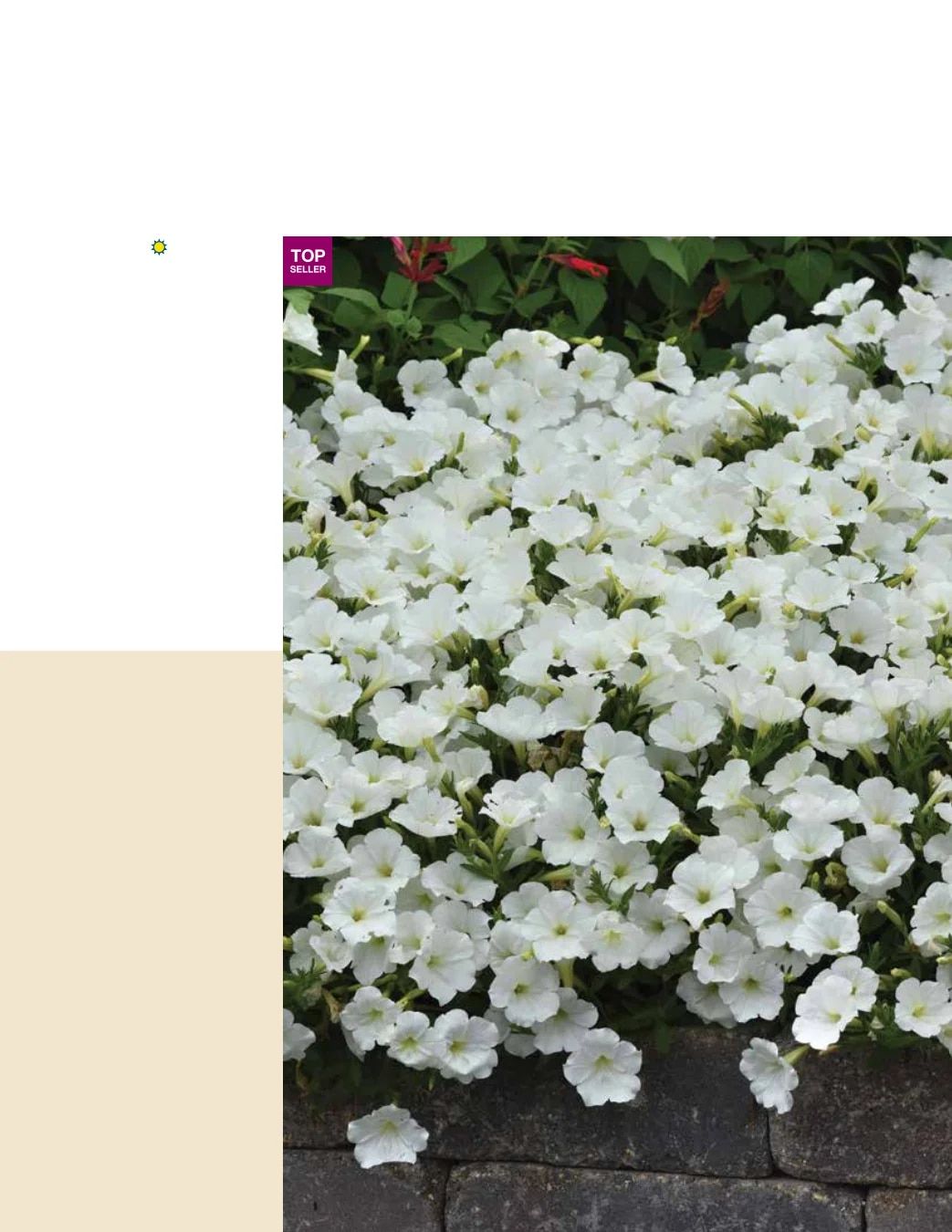 Ball FloraPlant Plants Catalog Weekly Ad January 1 - December 31, 2027