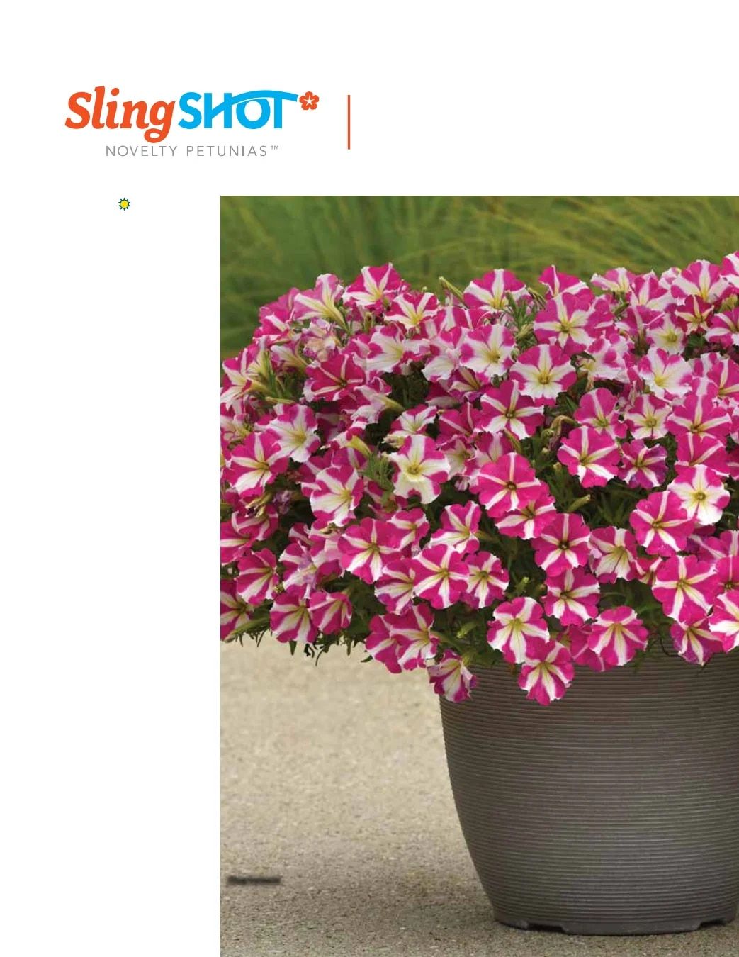 Ball FloraPlant Plants Catalog Weekly Ad January 1 - December 31, 2027