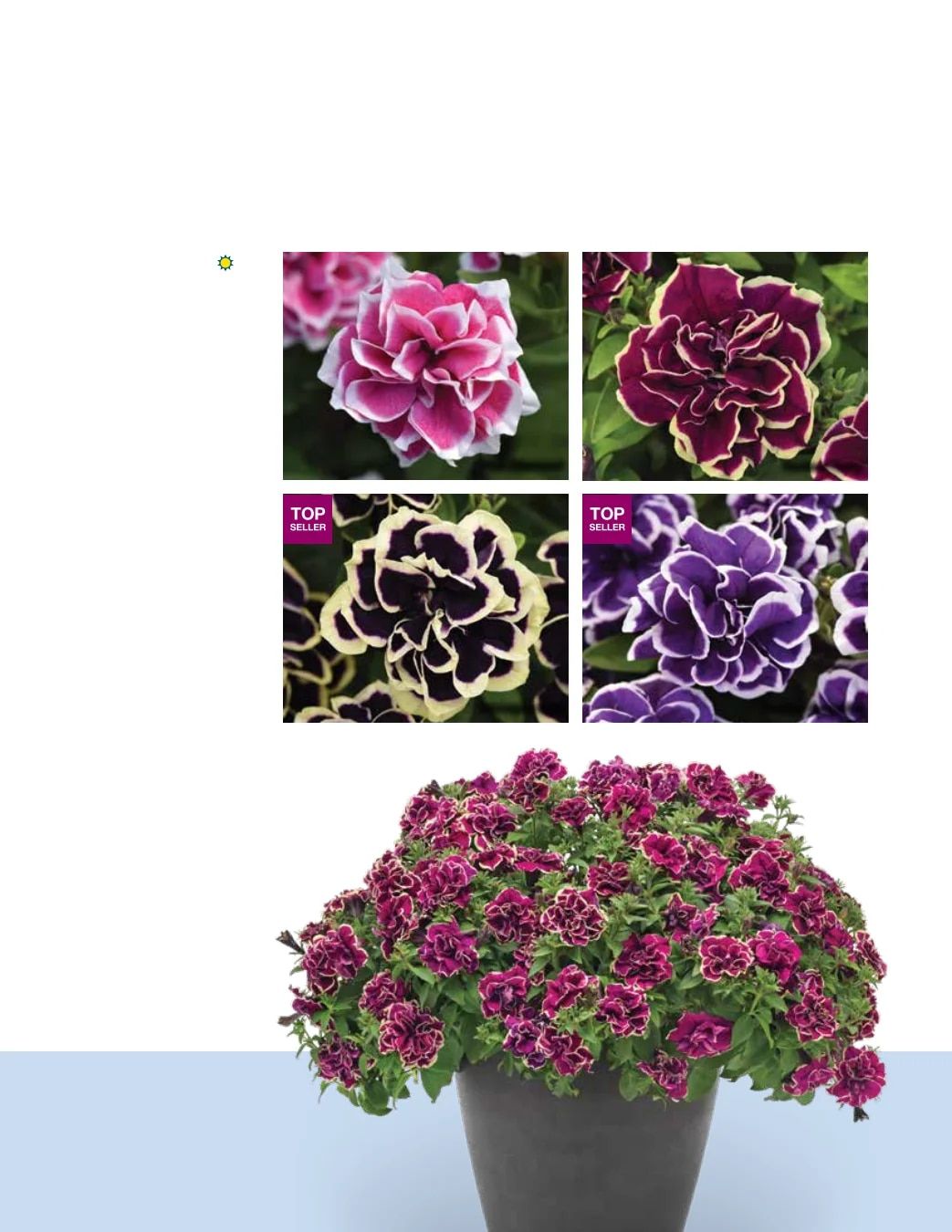 Ball FloraPlant Plants Catalog Weekly Ad January 1 - December 31, 2027