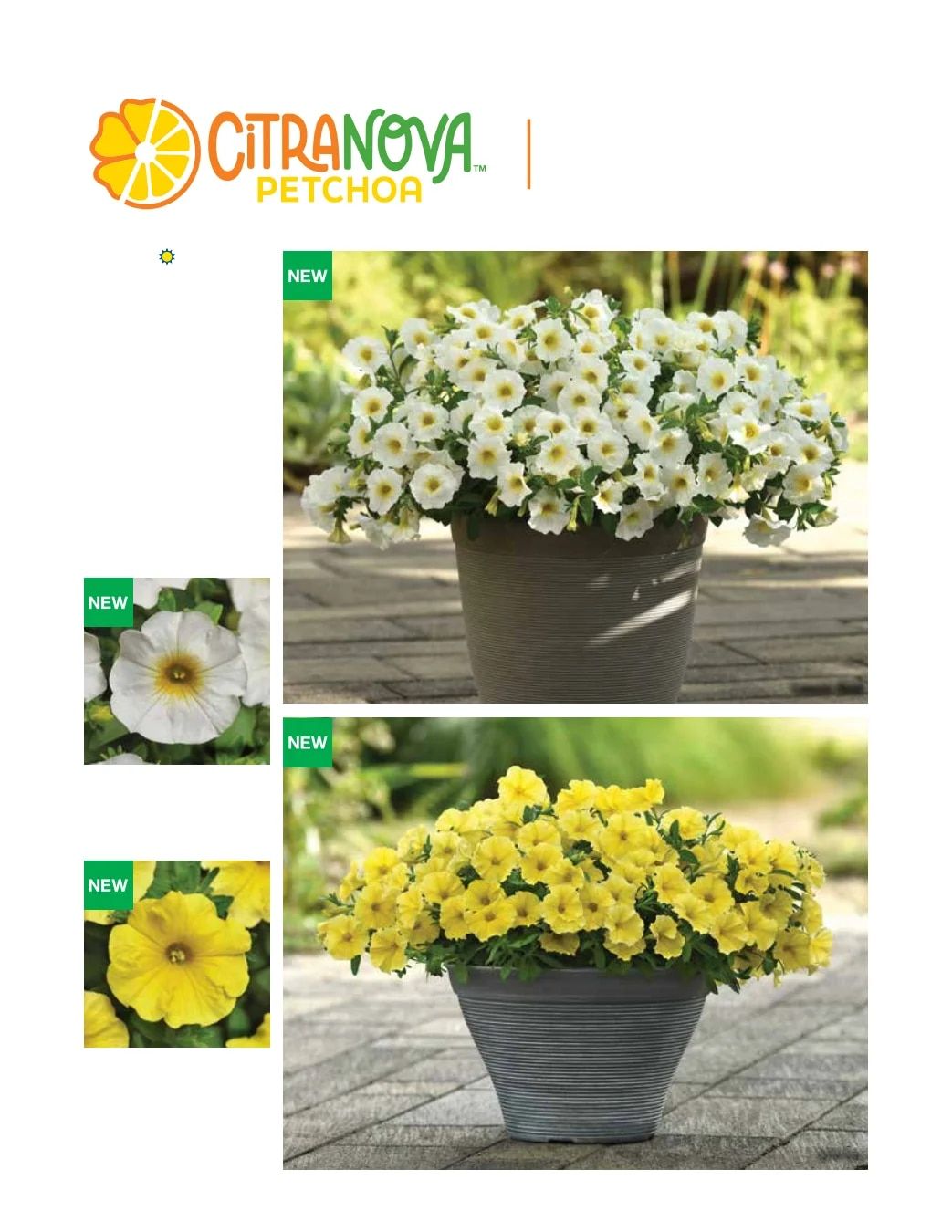 Ball FloraPlant Plants Catalog Weekly Ad January 1 - December 31, 2027