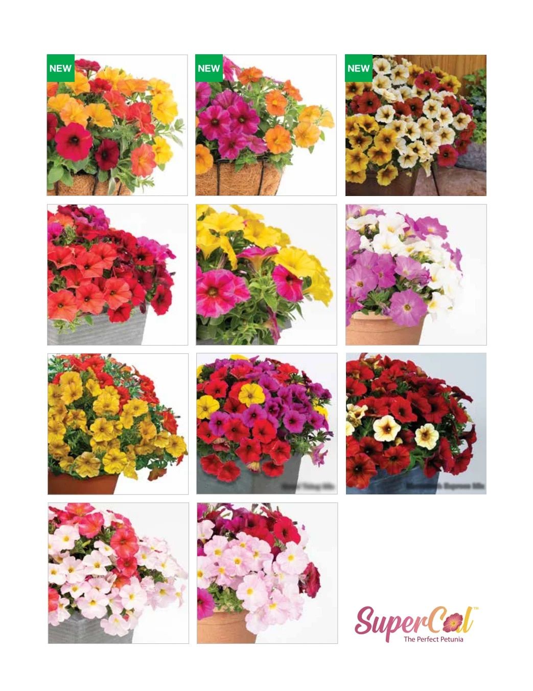 Ball FloraPlant Plants Catalog Weekly Ad January 1 - December 31, 2027