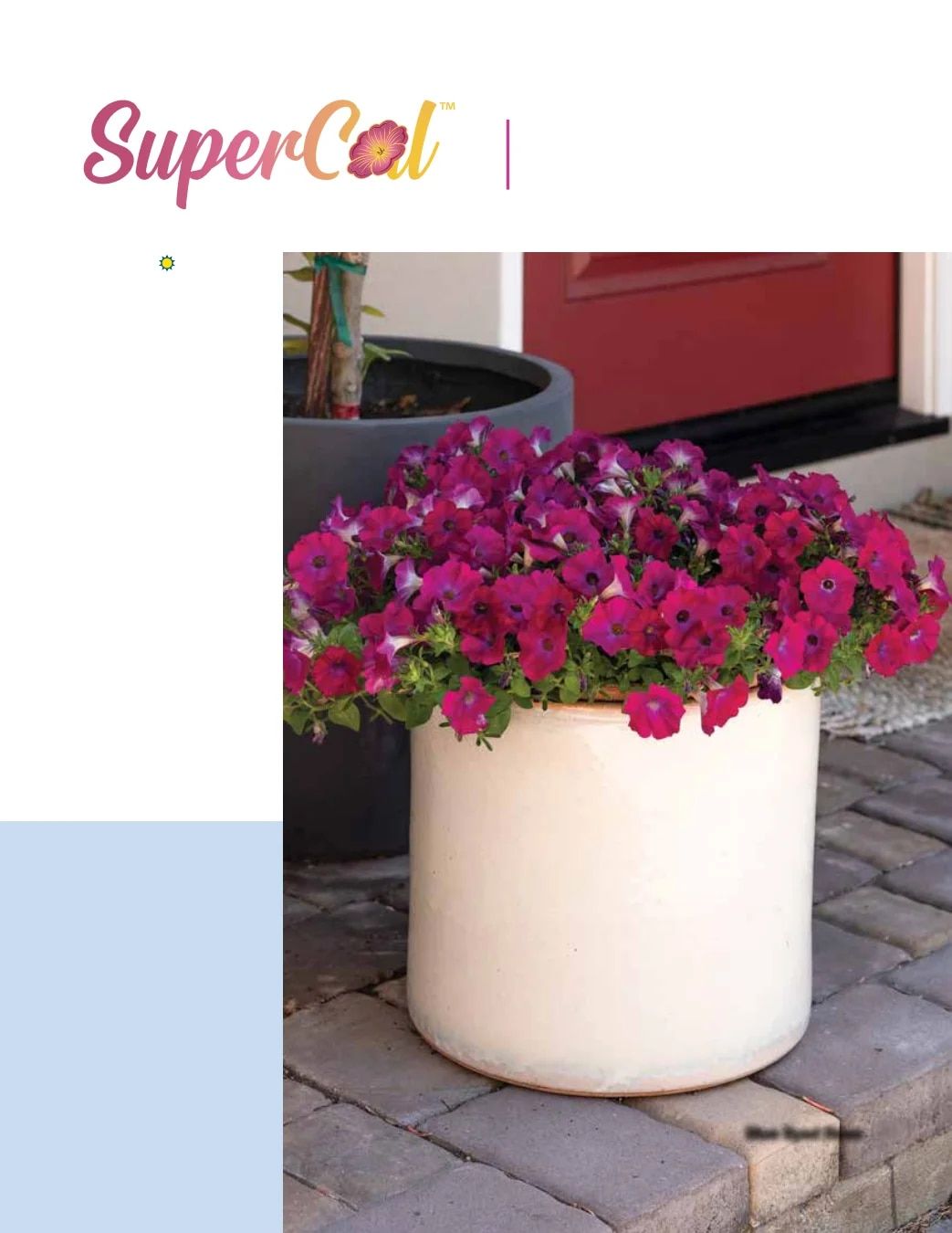 Ball FloraPlant Plants Catalog Weekly Ad January 1 - December 31, 2027