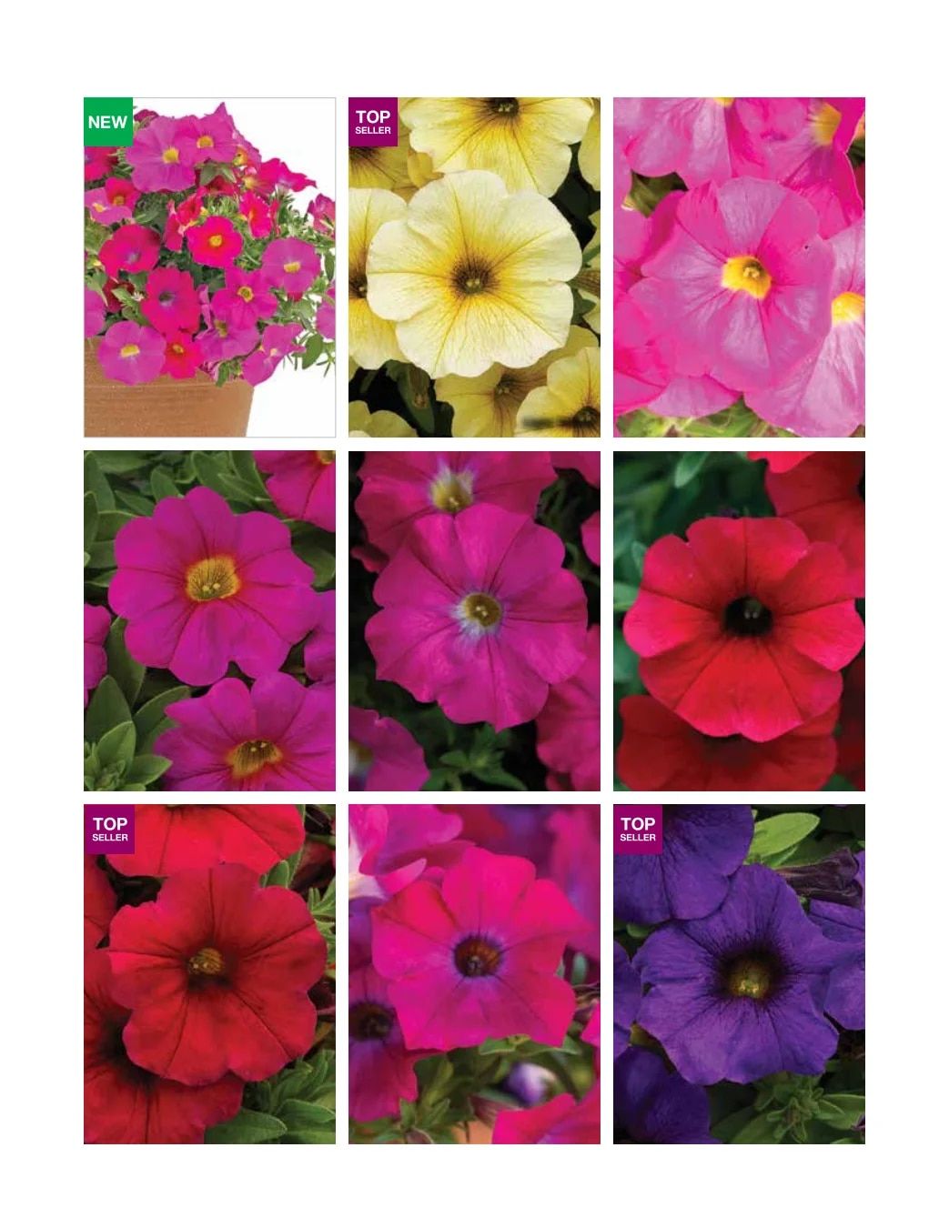 Ball FloraPlant Plants Catalog Weekly Ad January 1 - December 31, 2027