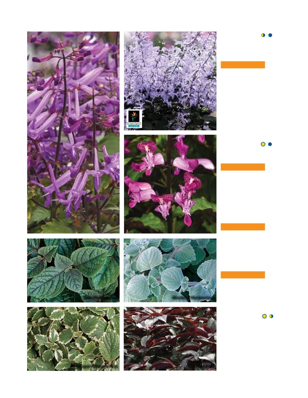 Ball FloraPlant Plants Catalog Weekly Ad January 1 - December 31, 2027