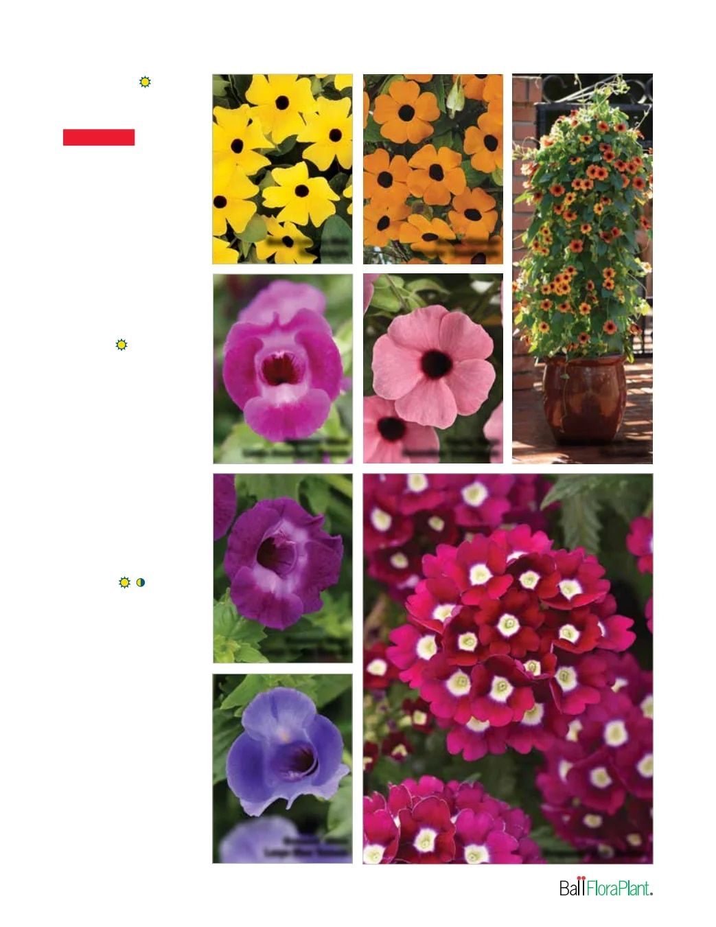 Ball FloraPlant Plants Catalog Weekly Ad January 1 - December 31, 2027