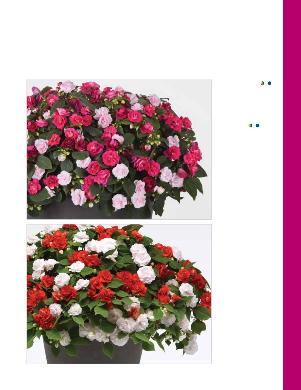 Ball FloraPlant Plants Catalog Weekly Ad January 1 - December 31, 2027