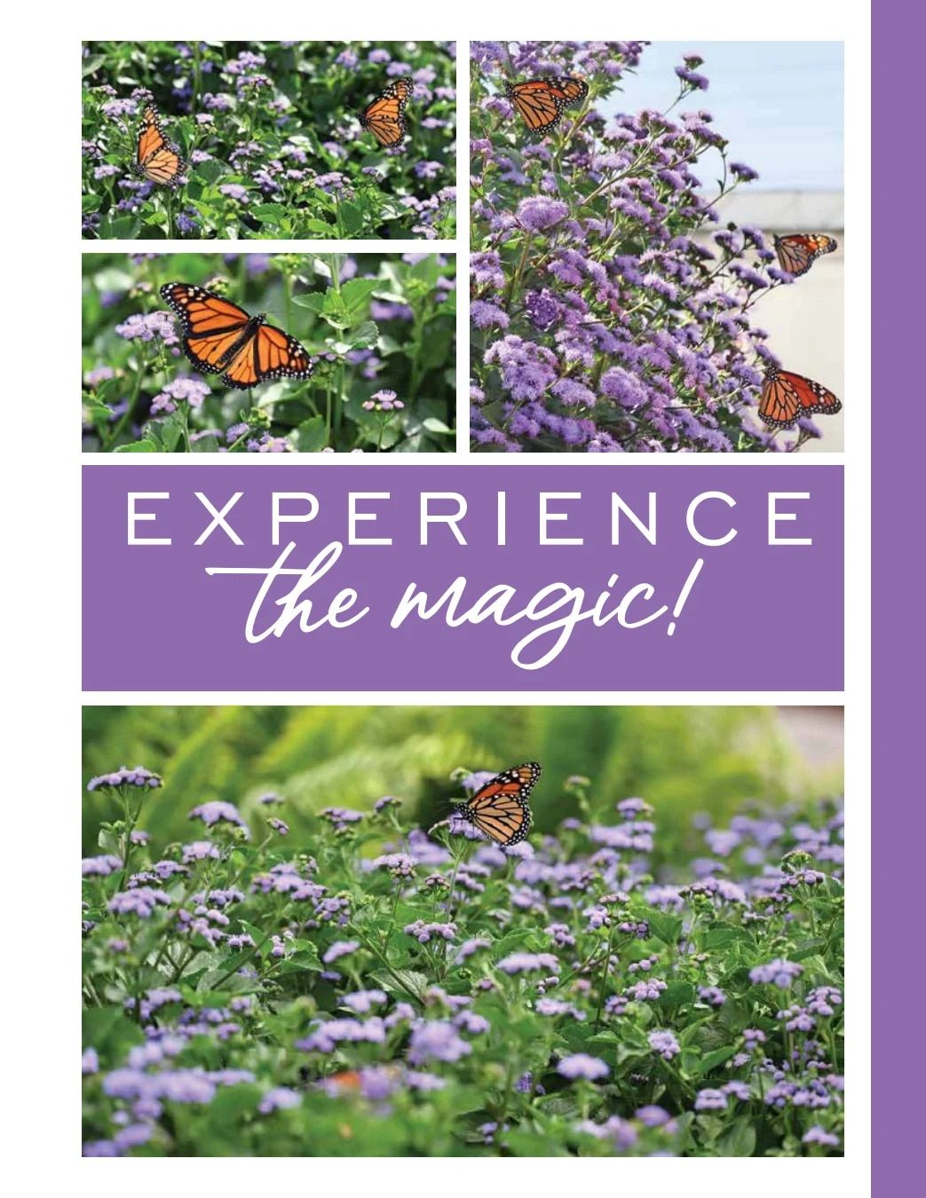 Ball FloraPlant Plants Catalog Weekly Ad January 1 - December 31, 2027