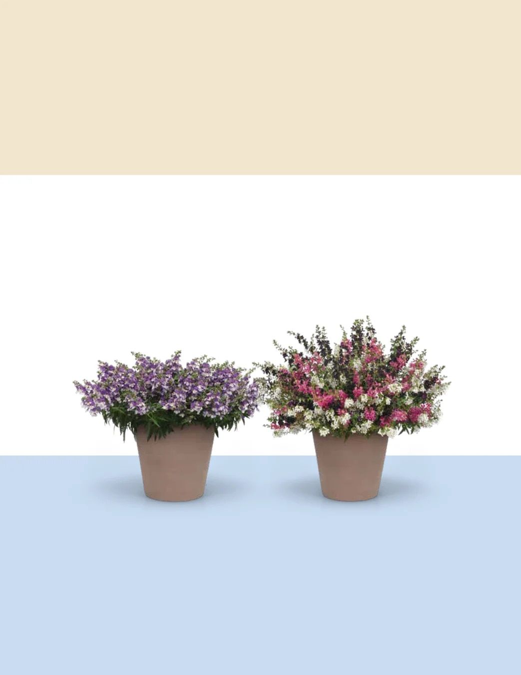 Ball FloraPlant Plants Catalog Weekly Ad January 1 - December 31, 2027