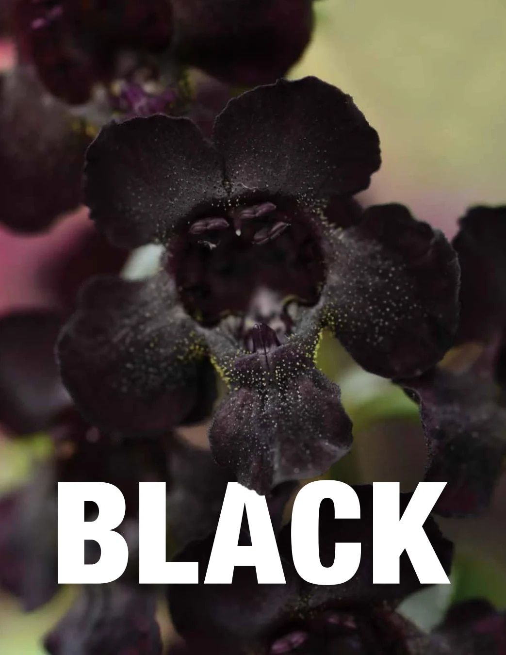 Ball FloraPlant Plants Catalog Weekly Ad January 1 - December 31, 2027