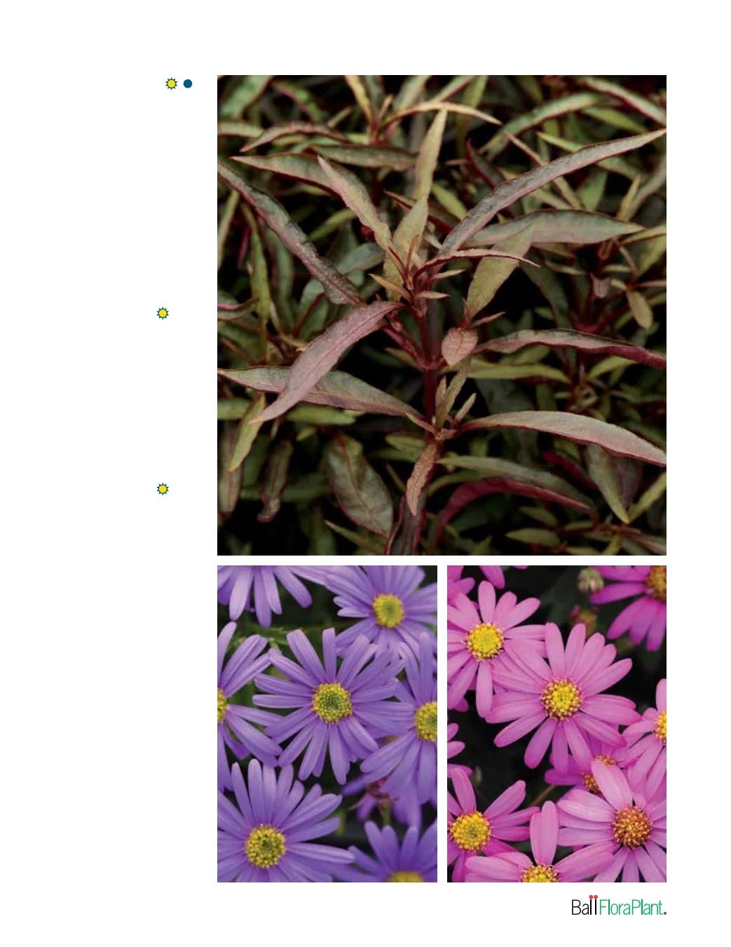 Ball FloraPlant Plants Catalog Weekly Ad January 1 - December 31, 2027