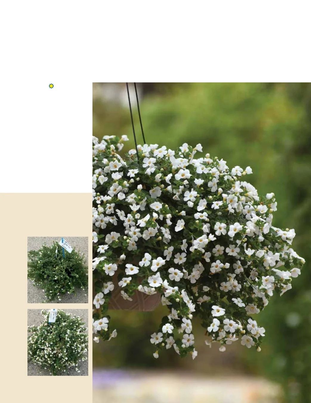 Ball FloraPlant Plants Catalog Weekly Ad January 1 - December 31, 2027