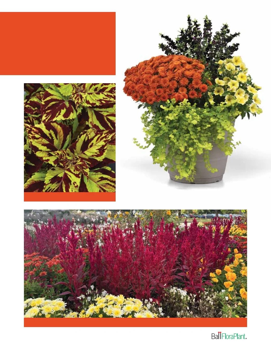 Ball FloraPlant Plants Catalog Weekly Ad January 1 - December 31, 2027