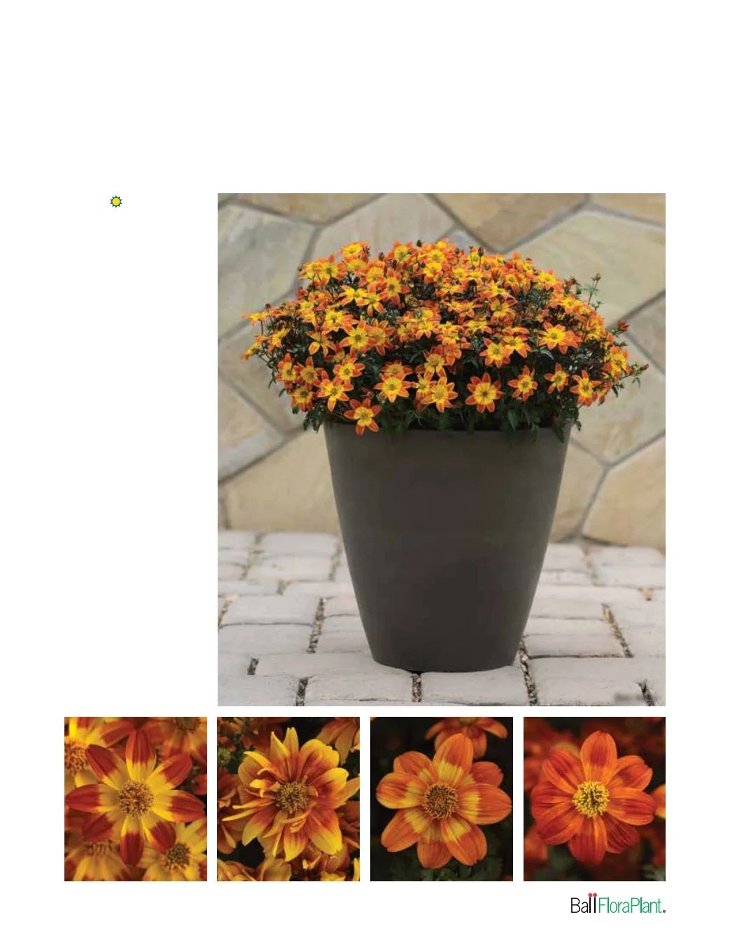 Ball FloraPlant Plants Catalog Weekly Ad January 1 - December 31, 2027