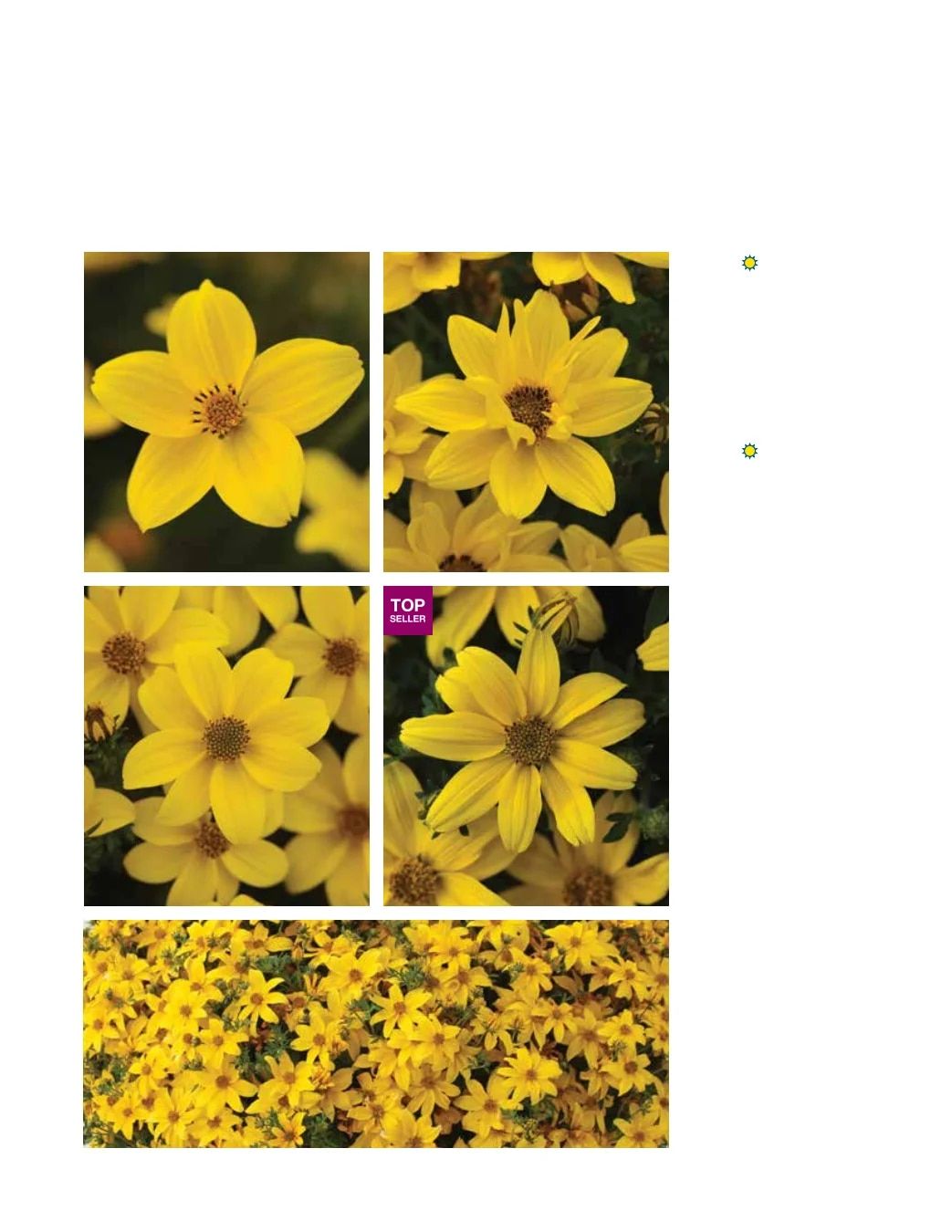 Ball FloraPlant Plants Catalog Weekly Ad January 1 - December 31, 2027