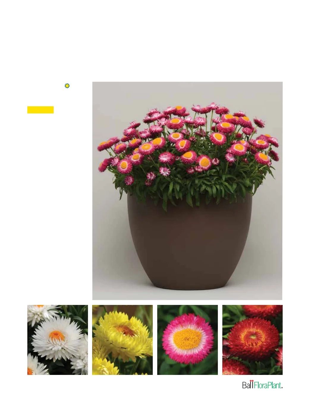 Ball FloraPlant Plants Catalog Weekly Ad January 1 - December 31, 2027