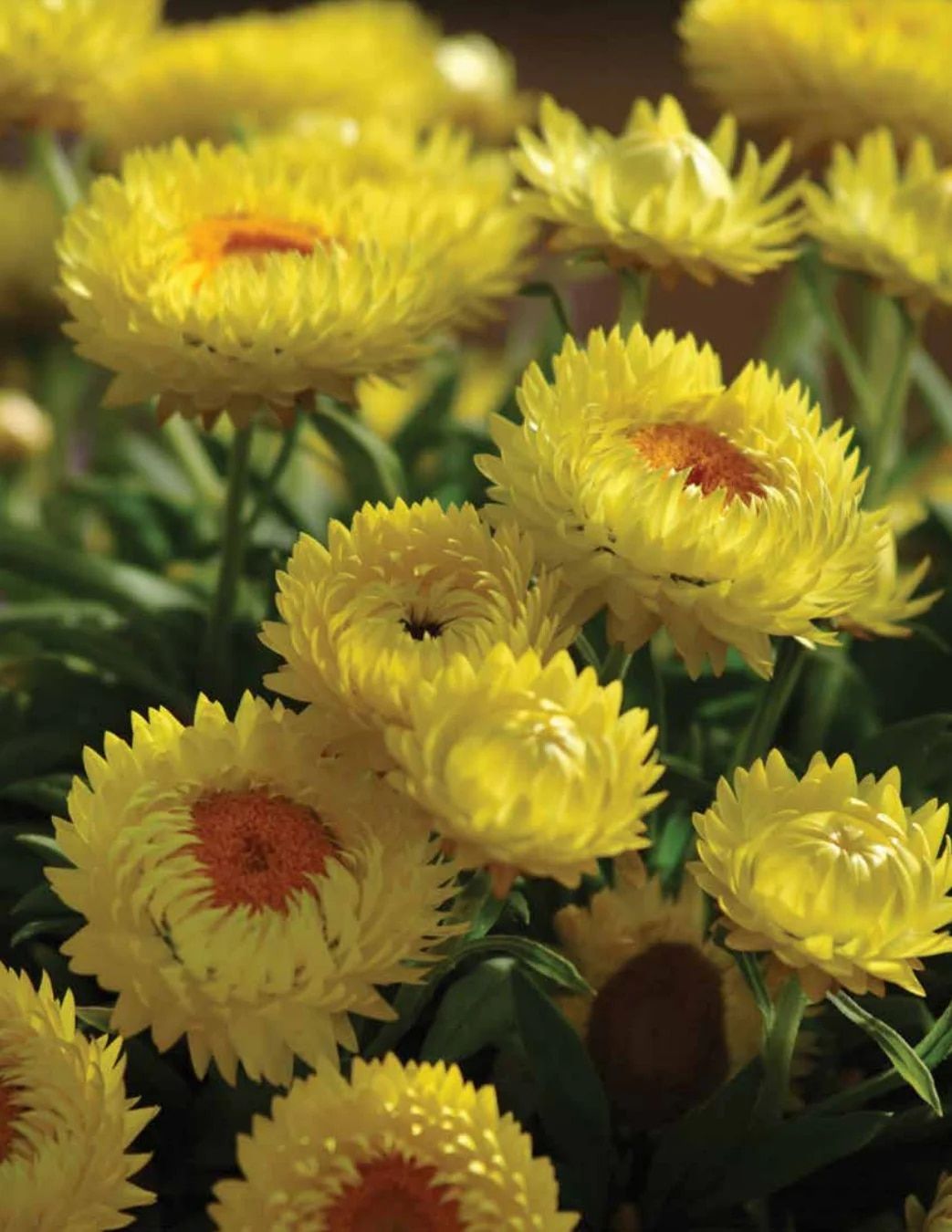 Ball FloraPlant Plants Catalog Weekly Ad January 1 - December 31, 2027