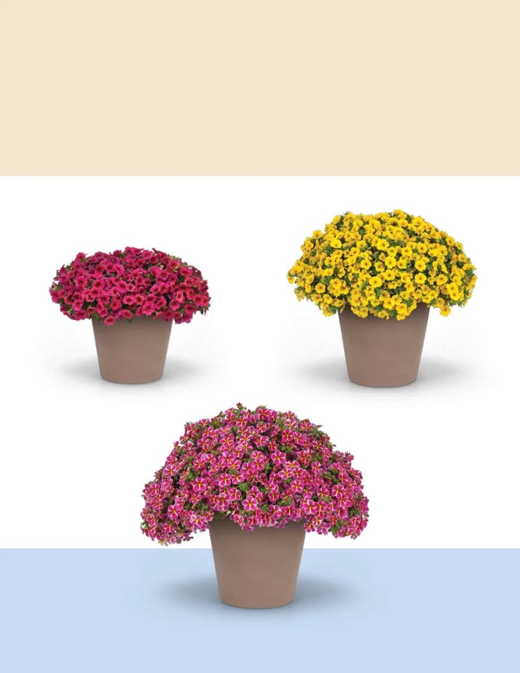 Ball FloraPlant Plants Catalog Weekly Ad January 1 - December 31, 2027