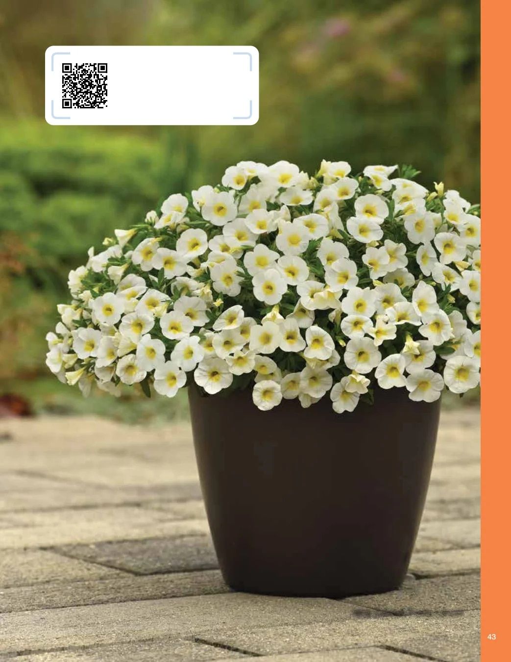 Ball FloraPlant Plants Catalog Weekly Ad January 1 - December 31, 2027