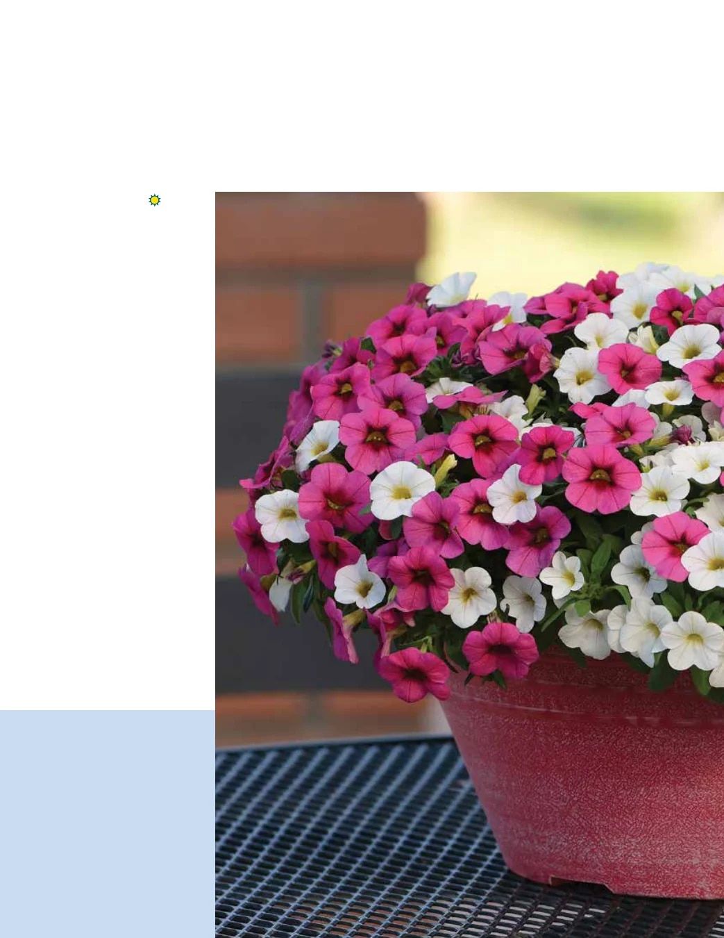 Ball FloraPlant Plants Catalog Weekly Ad January 1 - December 31, 2027