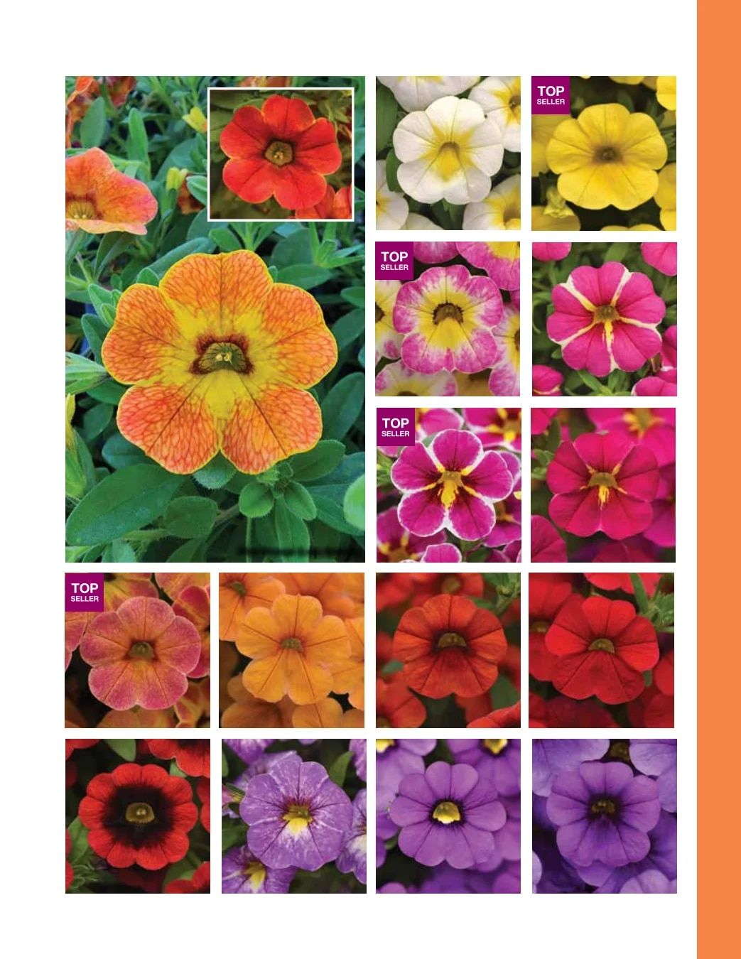 Ball FloraPlant Plants Catalog Weekly Ad January 1 - December 31, 2027