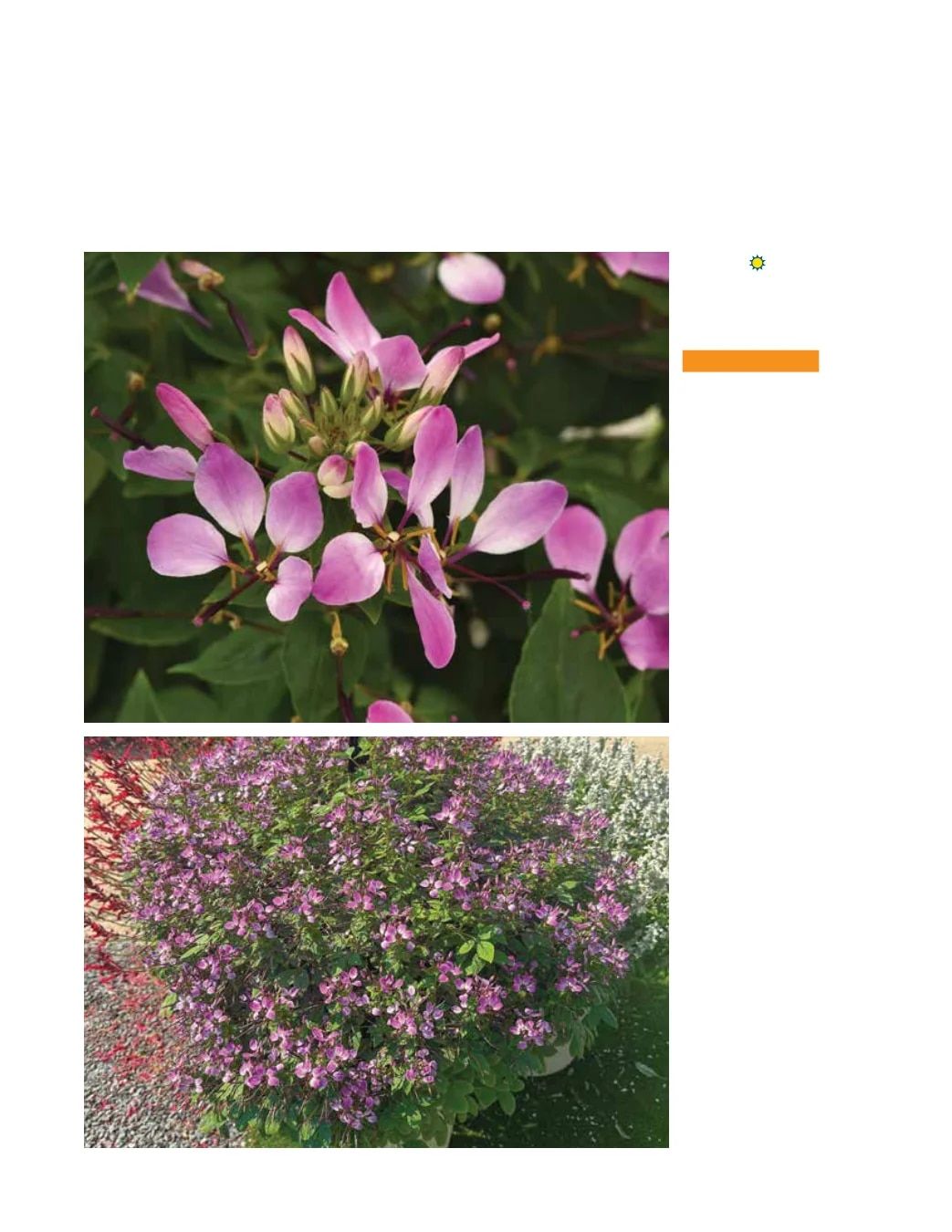 Ball FloraPlant Plants Catalog Weekly Ad January 1 - December 31, 2027