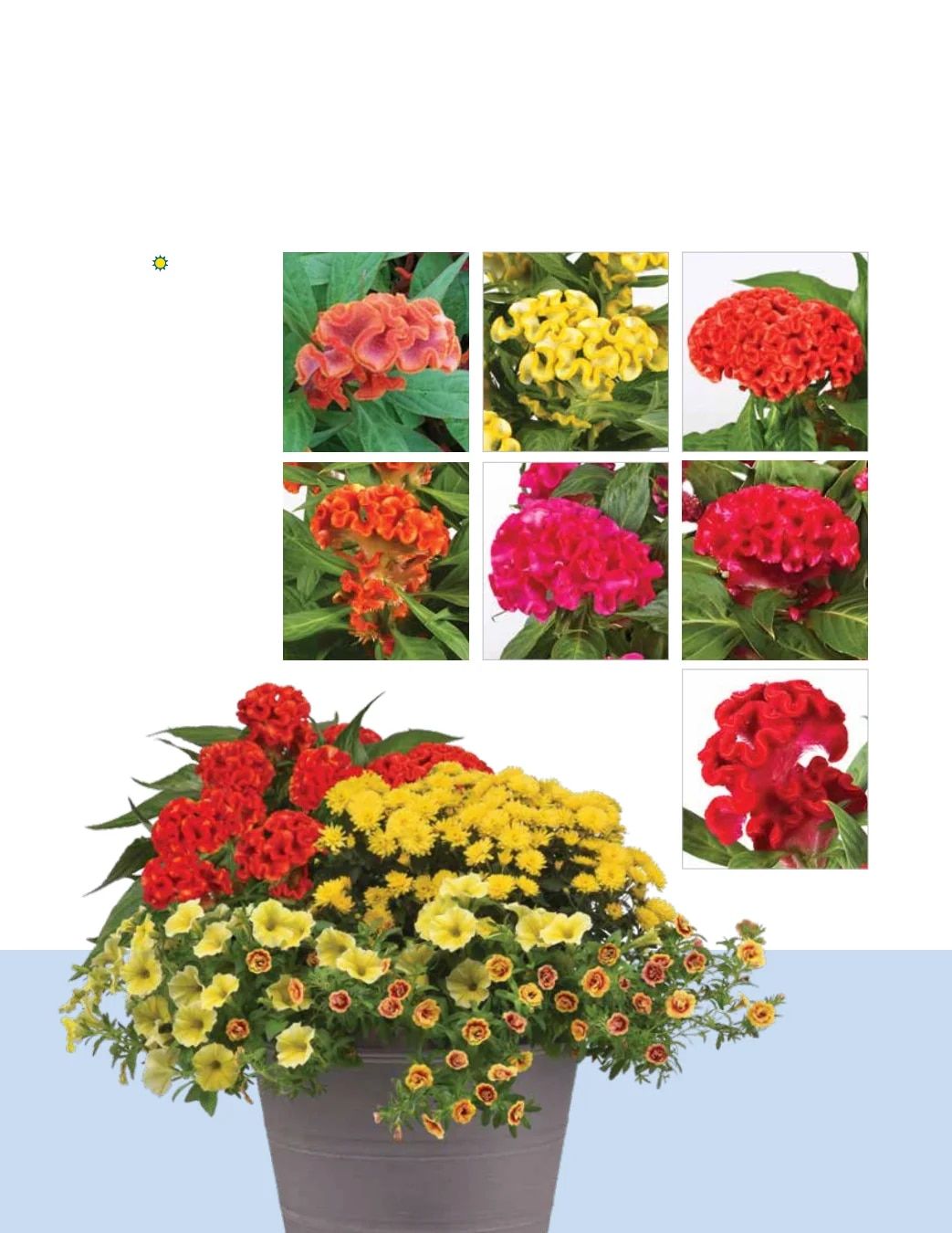Ball FloraPlant Plants Catalog Weekly Ad January 1 - December 31, 2027