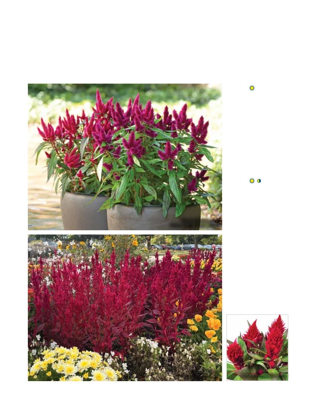 Ball FloraPlant Plants Catalog Weekly Ad January 1 - December 31, 2027