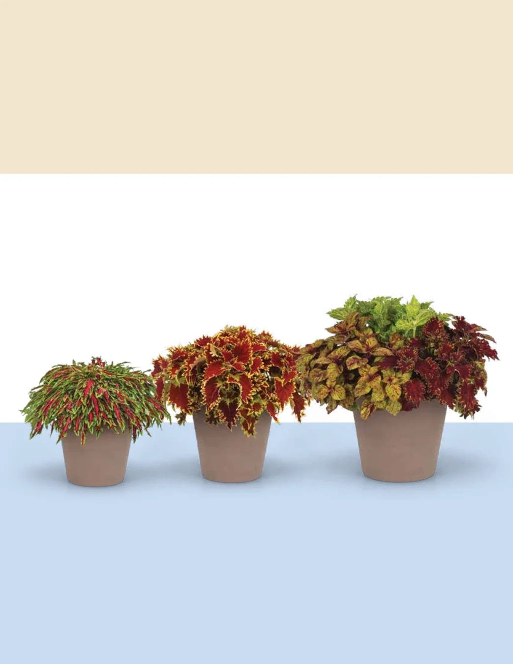 Ball FloraPlant Plants Catalog Weekly Ad January 1 - December 31, 2027