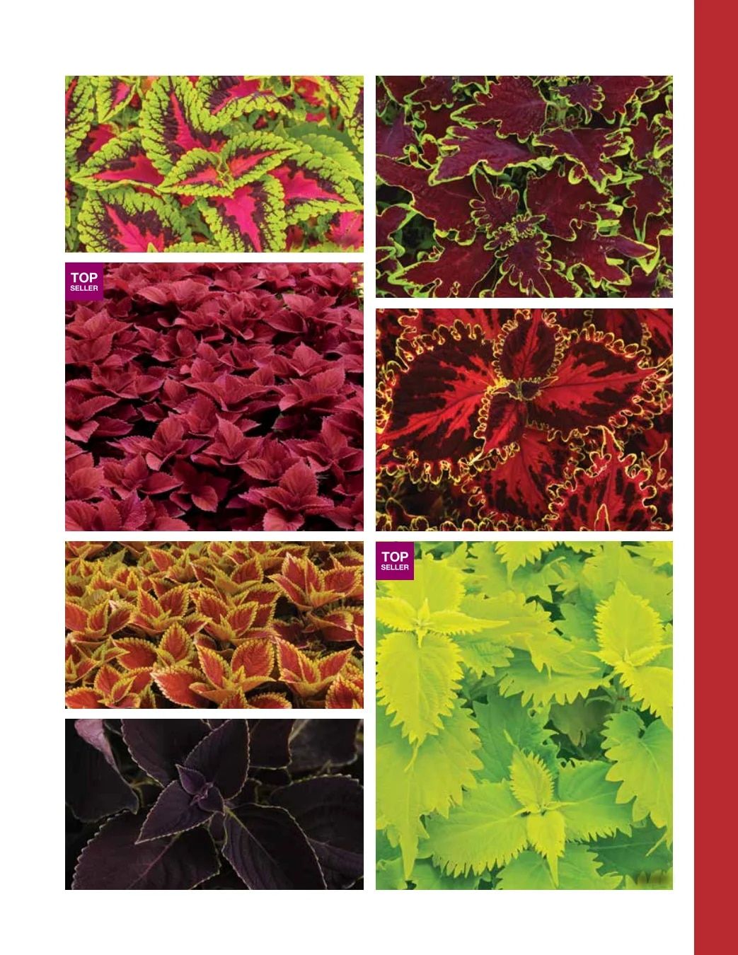 Ball FloraPlant Plants Catalog Weekly Ad January 1 - December 31, 2027
