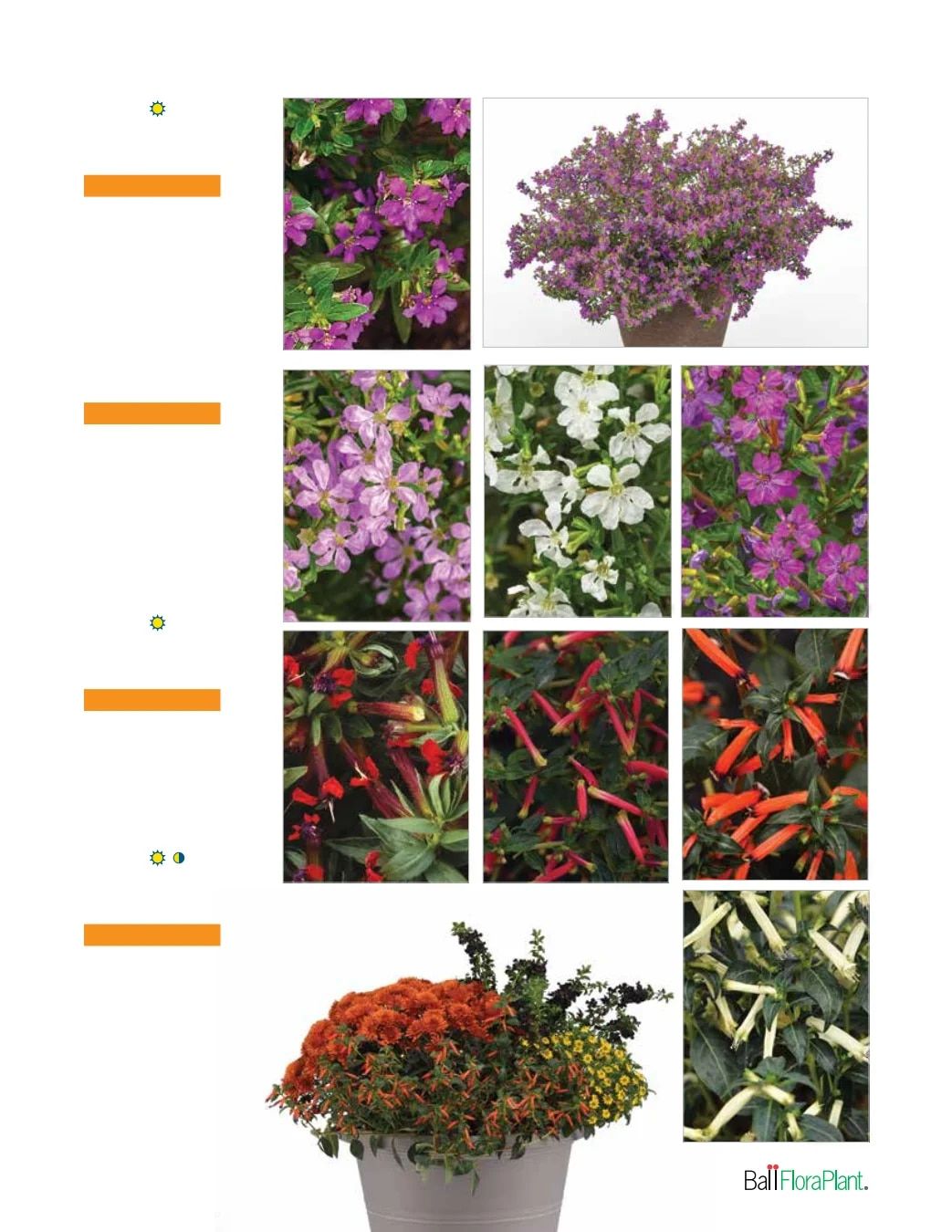 Ball FloraPlant Plants Catalog Weekly Ad January 1 - December 31, 2027