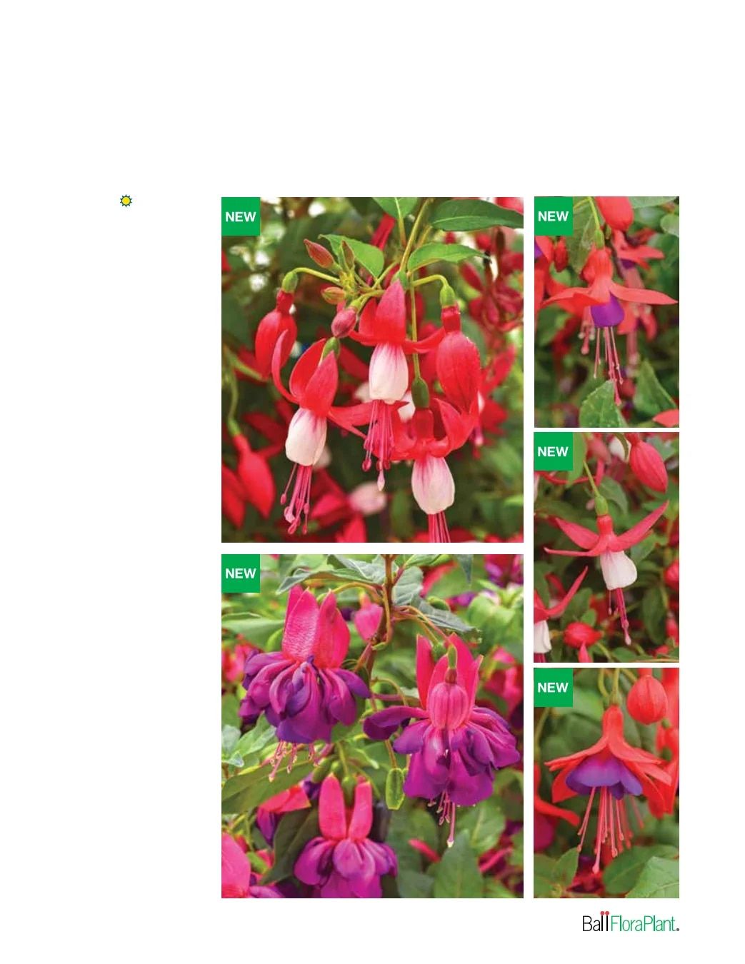 Ball FloraPlant Plants Catalog Weekly Ad January 1 - December 31, 2027
