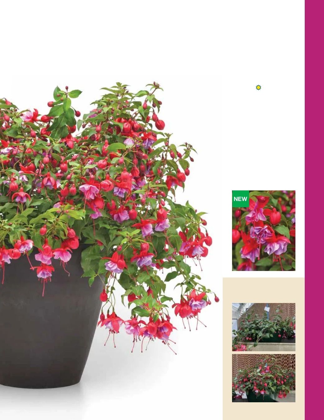 Ball FloraPlant Plants Catalog Weekly Ad January 1 - December 31, 2027