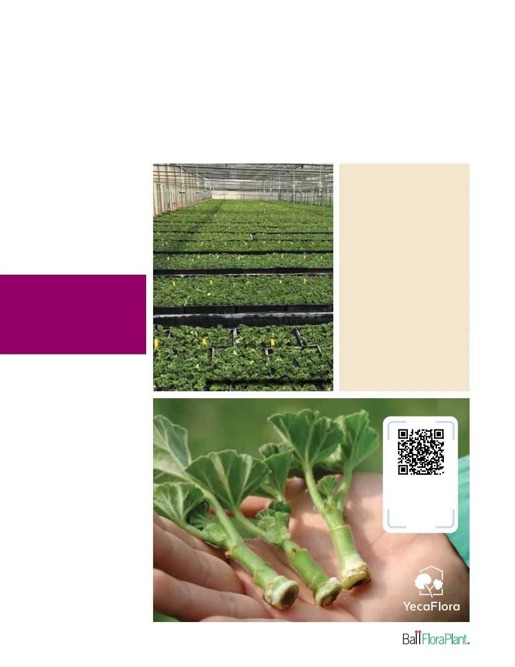 Ball FloraPlant Plants Catalog Weekly Ad January 1 - December 31, 2027