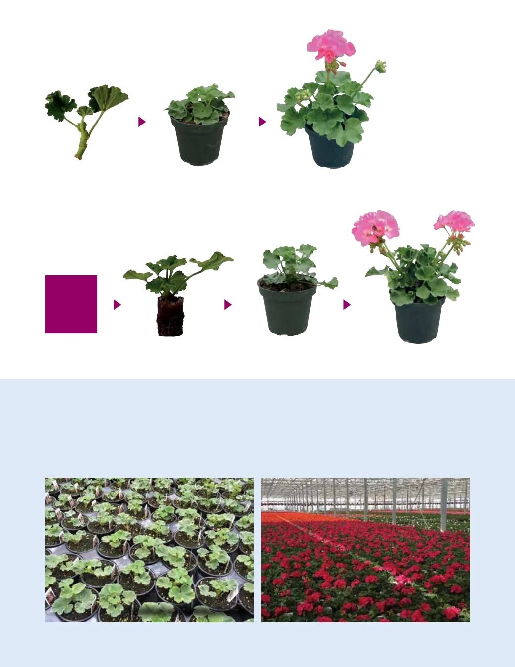 Ball FloraPlant Plants Catalog Weekly Ad January 1 - December 31, 2027