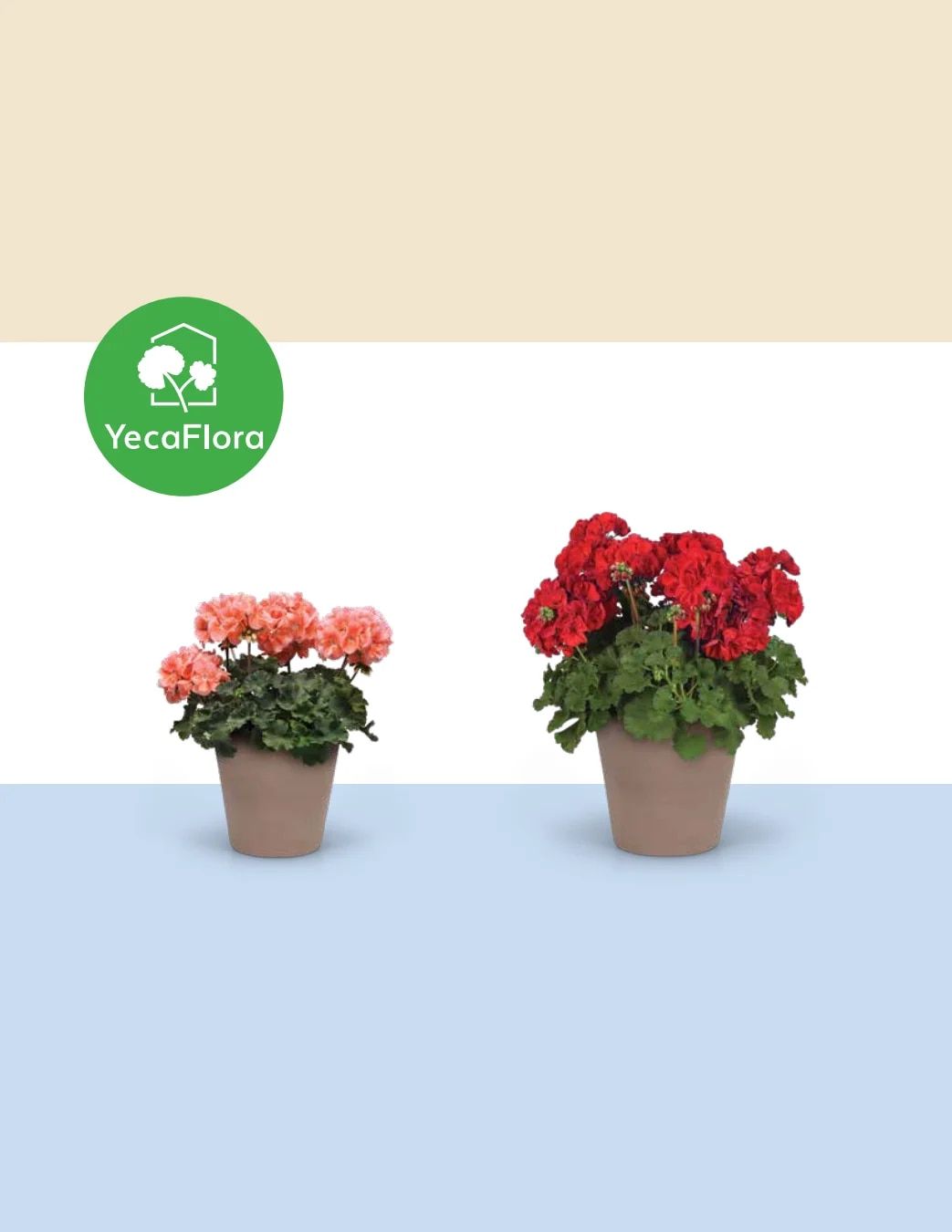 Ball FloraPlant Plants Catalog Weekly Ad January 1 - December 31, 2027
