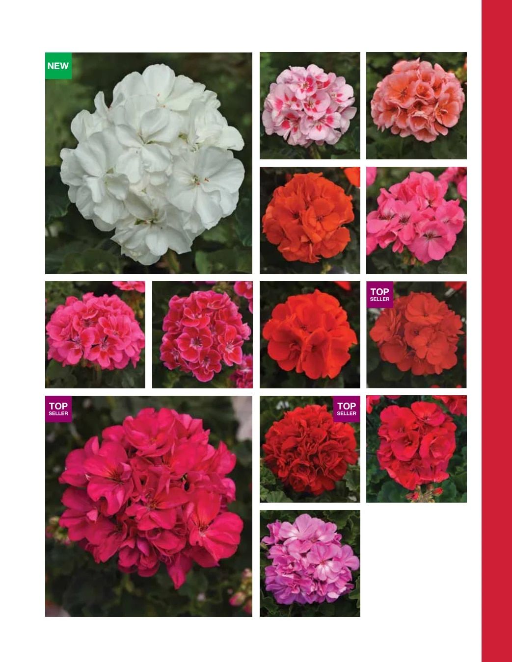 Ball FloraPlant Plants Catalog Weekly Ad January 1 - December 31, 2027