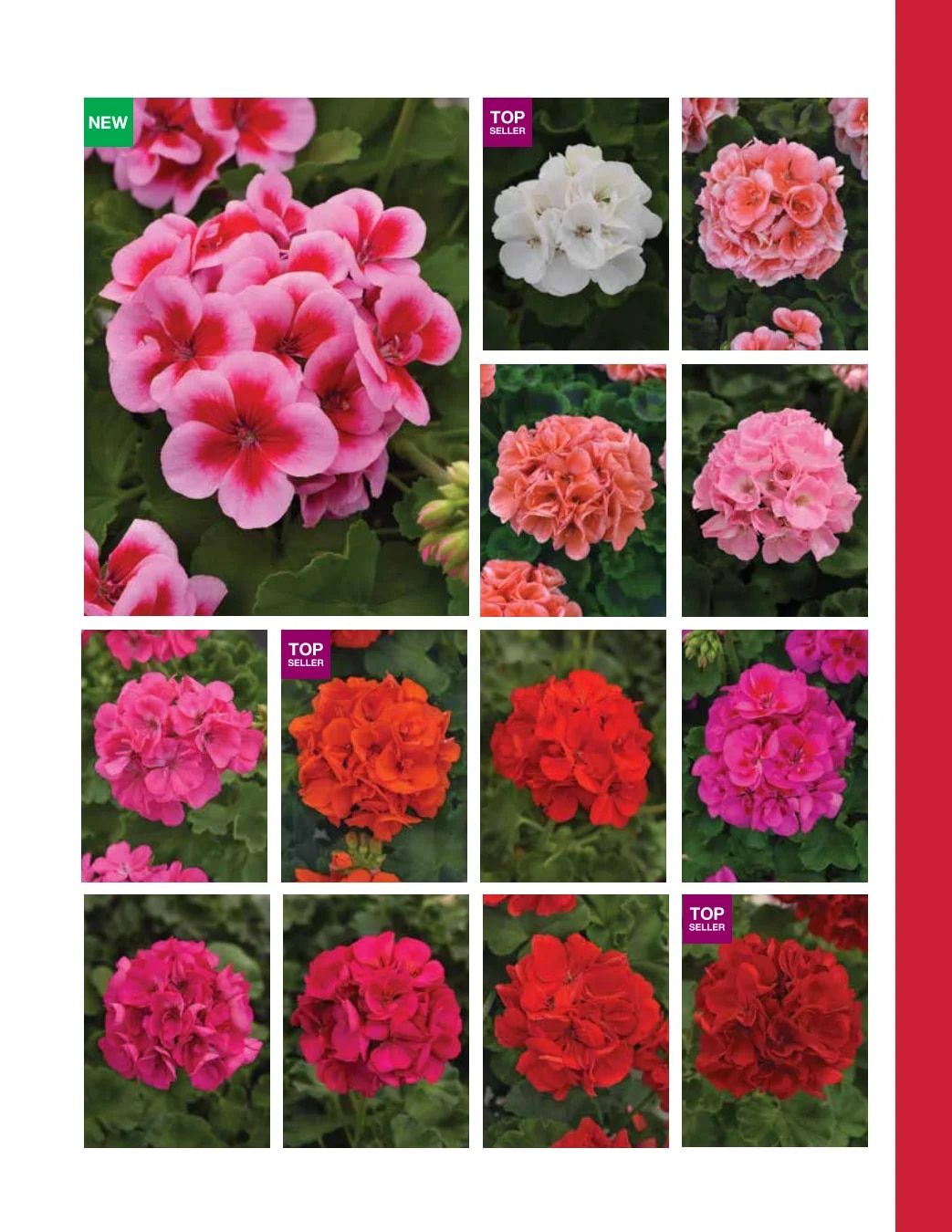 Ball FloraPlant Plants Catalog Weekly Ad January 1 - December 31, 2027