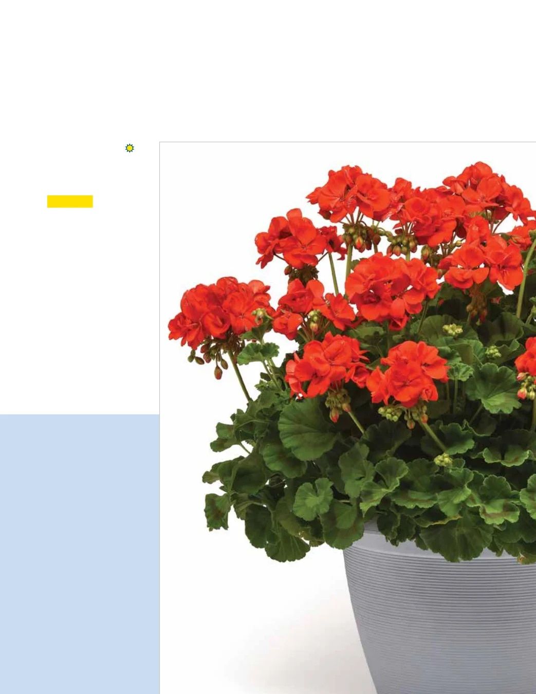Ball FloraPlant Plants Catalog Weekly Ad January 1 - December 31, 2027