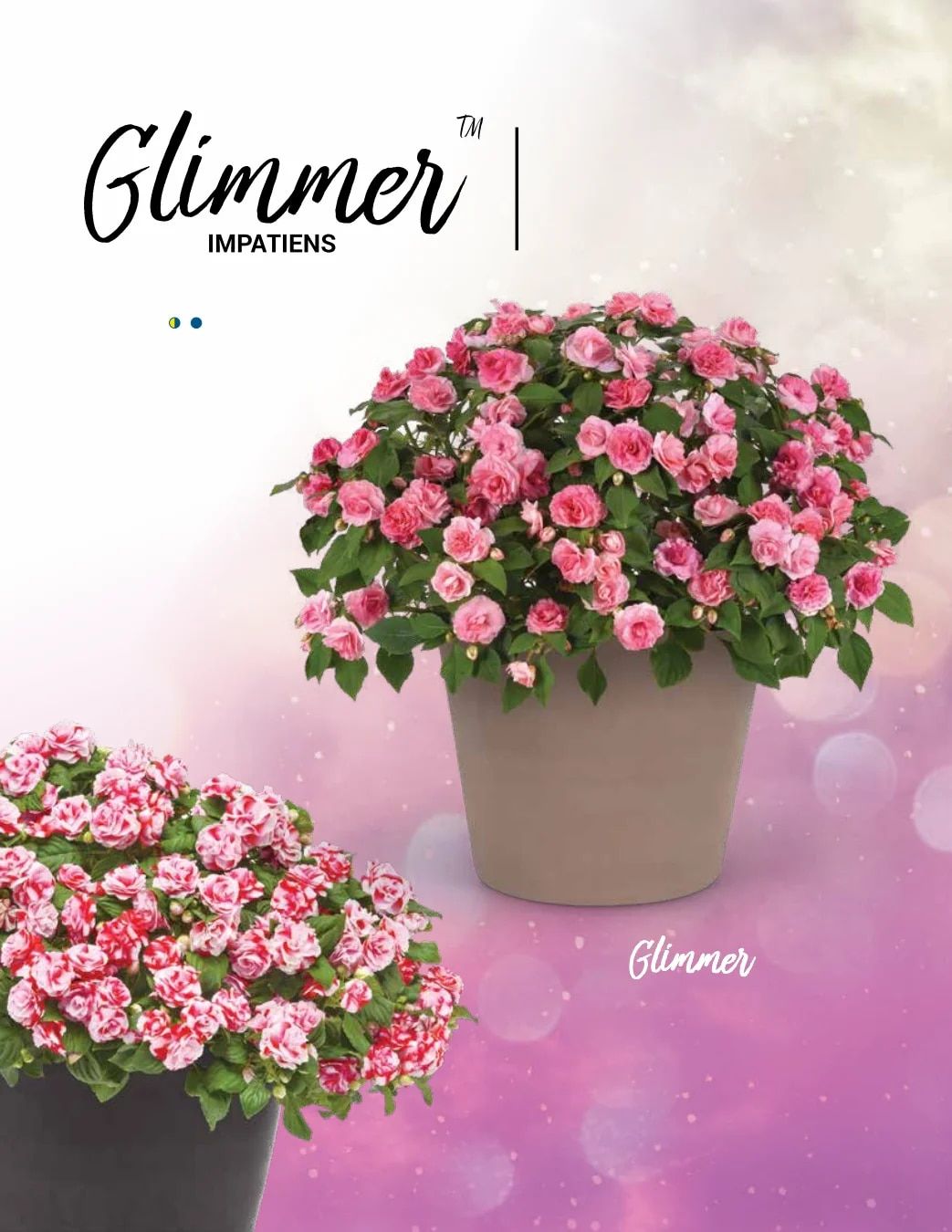 Ball FloraPlant Plants Catalog Weekly Ad January 1 - December 31, 2027