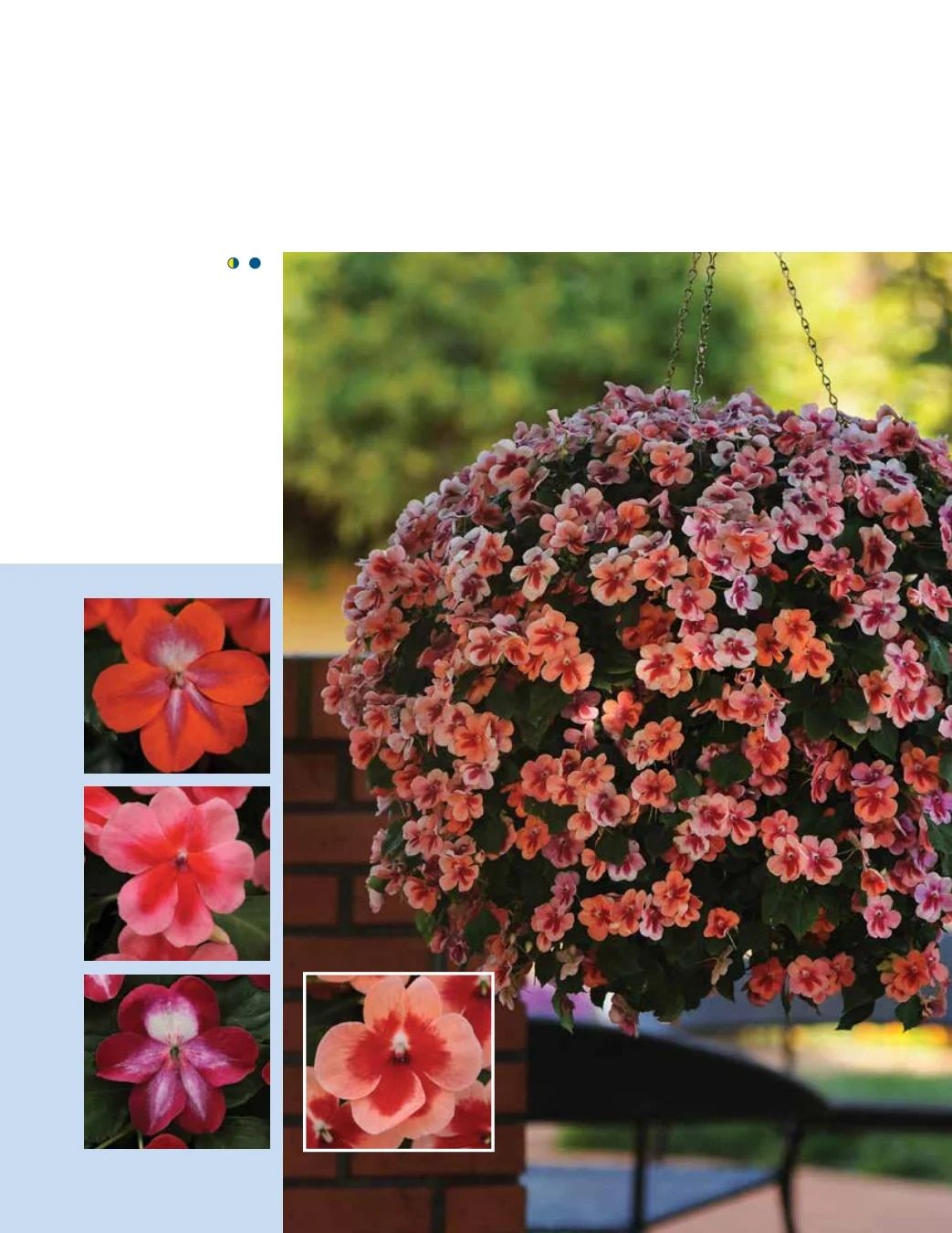 Ball FloraPlant Plants Catalog Weekly Ad January 1 - December 31, 2027