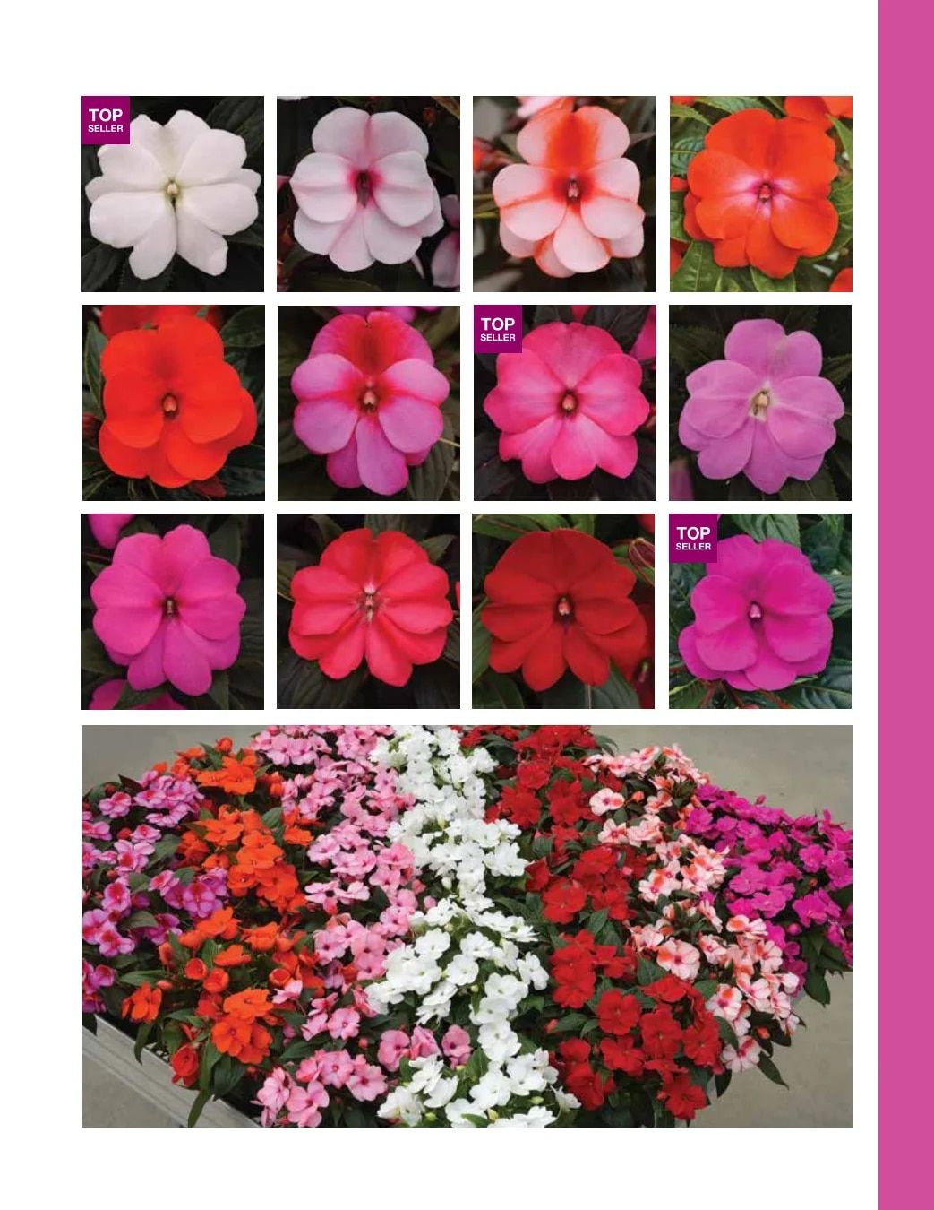 Ball FloraPlant Plants Catalog Weekly Ad January 1 - December 31, 2027