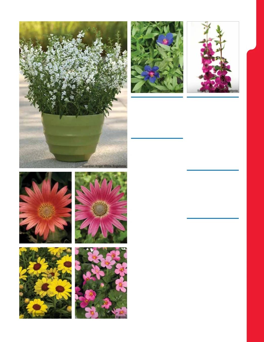 Ball Seed New Varieties Catalog Weekly Ad August 1, 2026 - December 31, 2027
