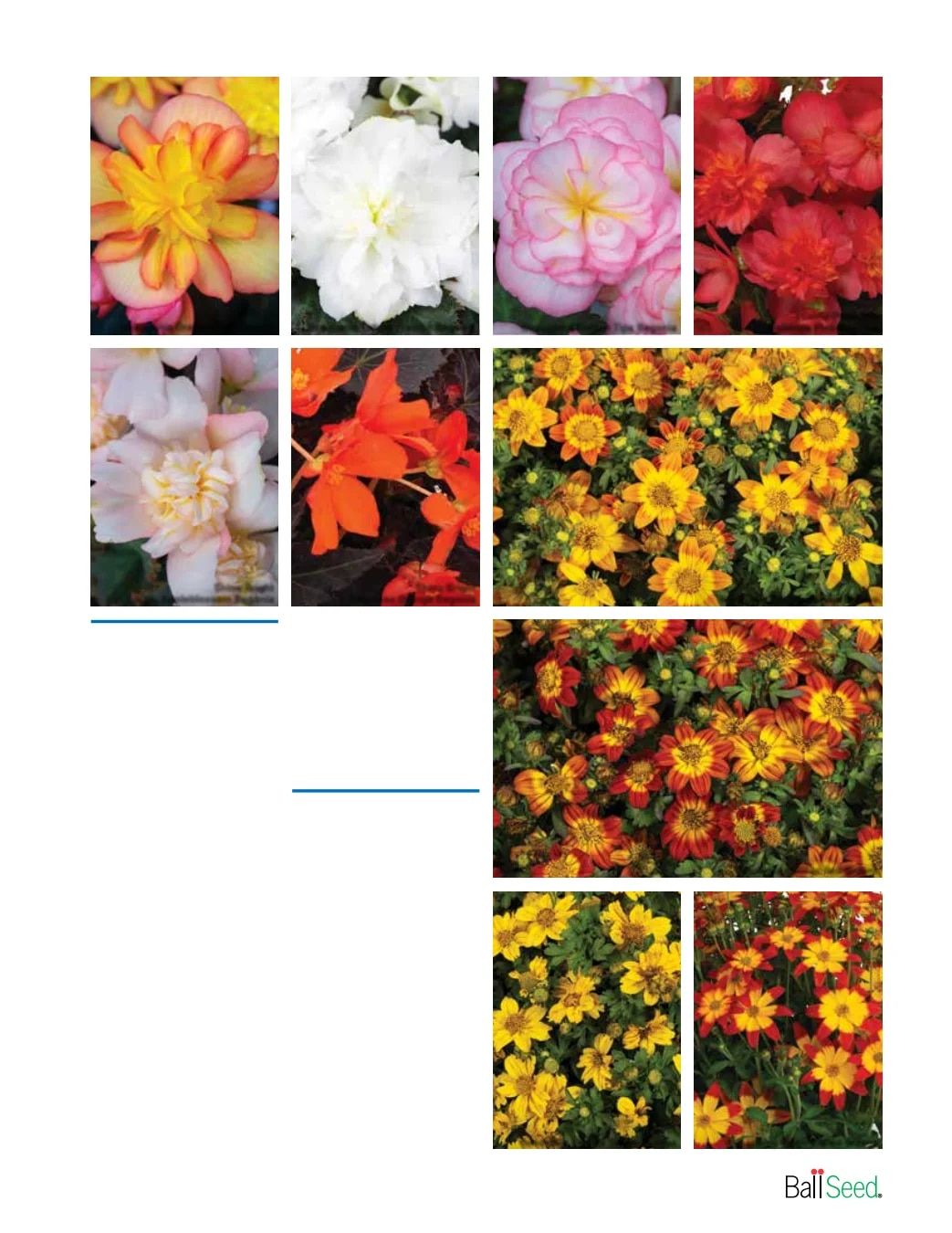 Ball Seed New Varieties Catalog Weekly Ad August 1, 2026 - December 31, 2027