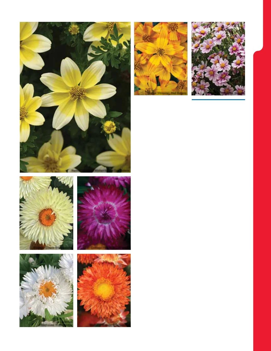 Ball Seed New Varieties Catalog Weekly Ad August 1, 2026 - December 31, 2027