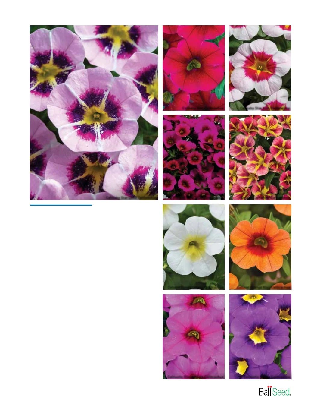Ball Seed New Varieties Catalog Weekly Ad August 1, 2026 - December 31, 2027