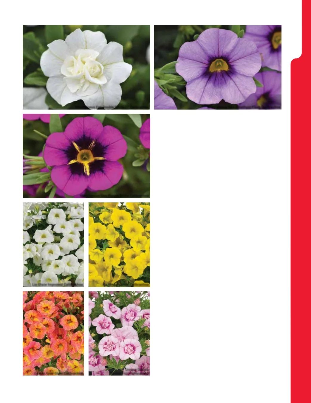 Ball Seed New Varieties Catalog Weekly Ad August 1, 2026 - December 31, 2027