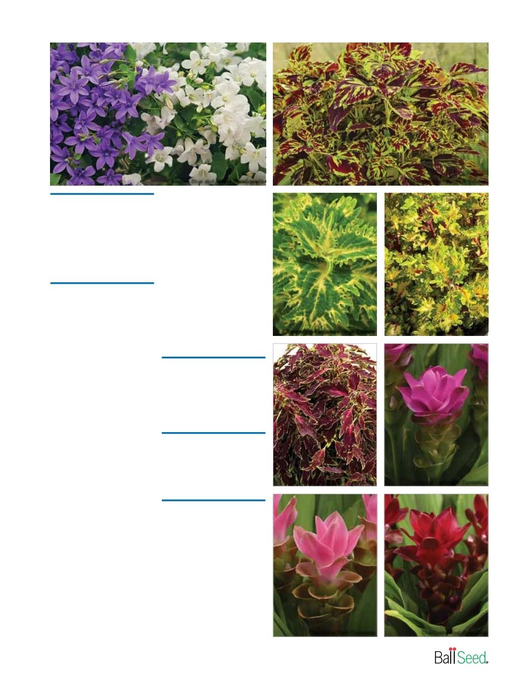 Ball Seed New Varieties Catalog Weekly Ad August 1, 2026 - December 31, 2027