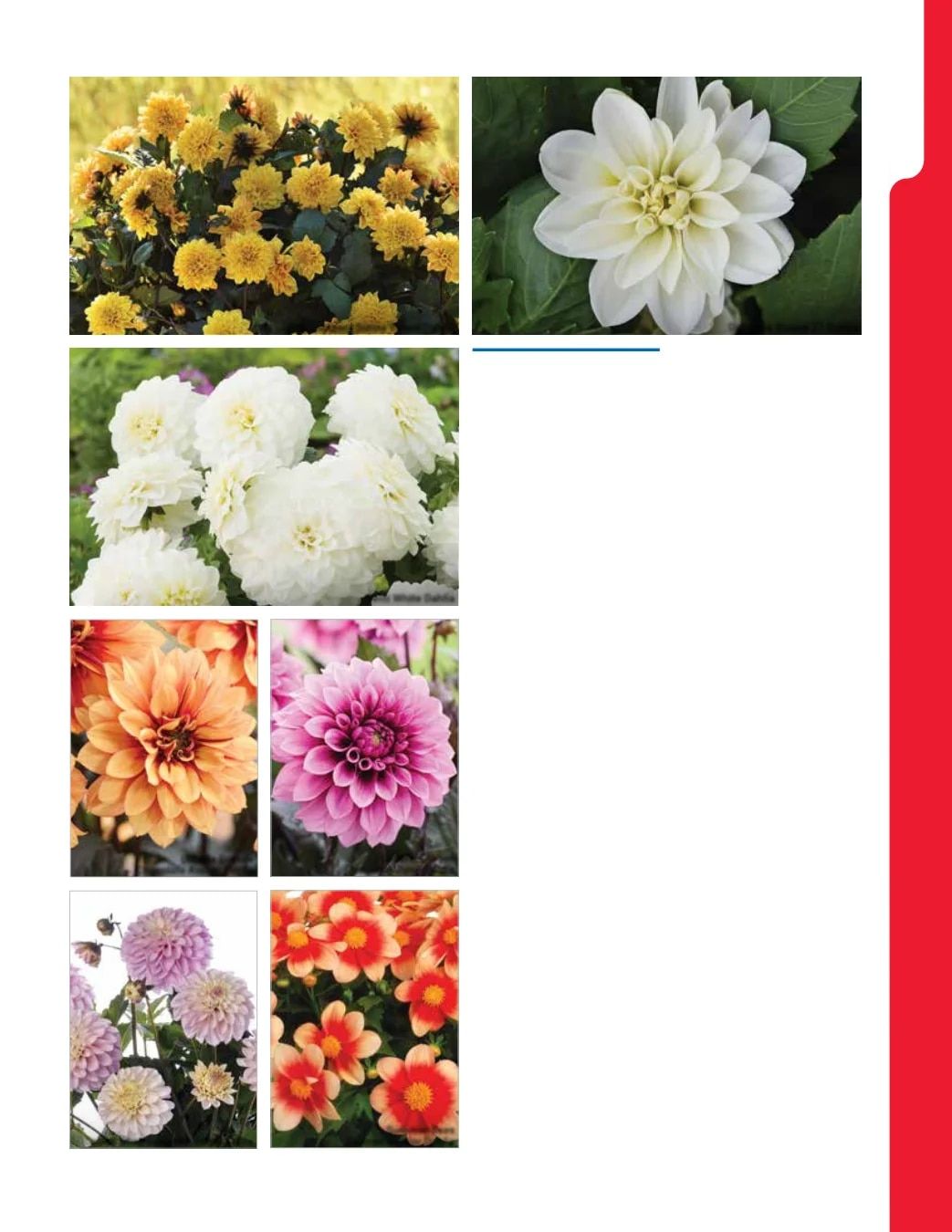 Ball Seed New Varieties Catalog Weekly Ad August 1, 2026 - December 31, 2027